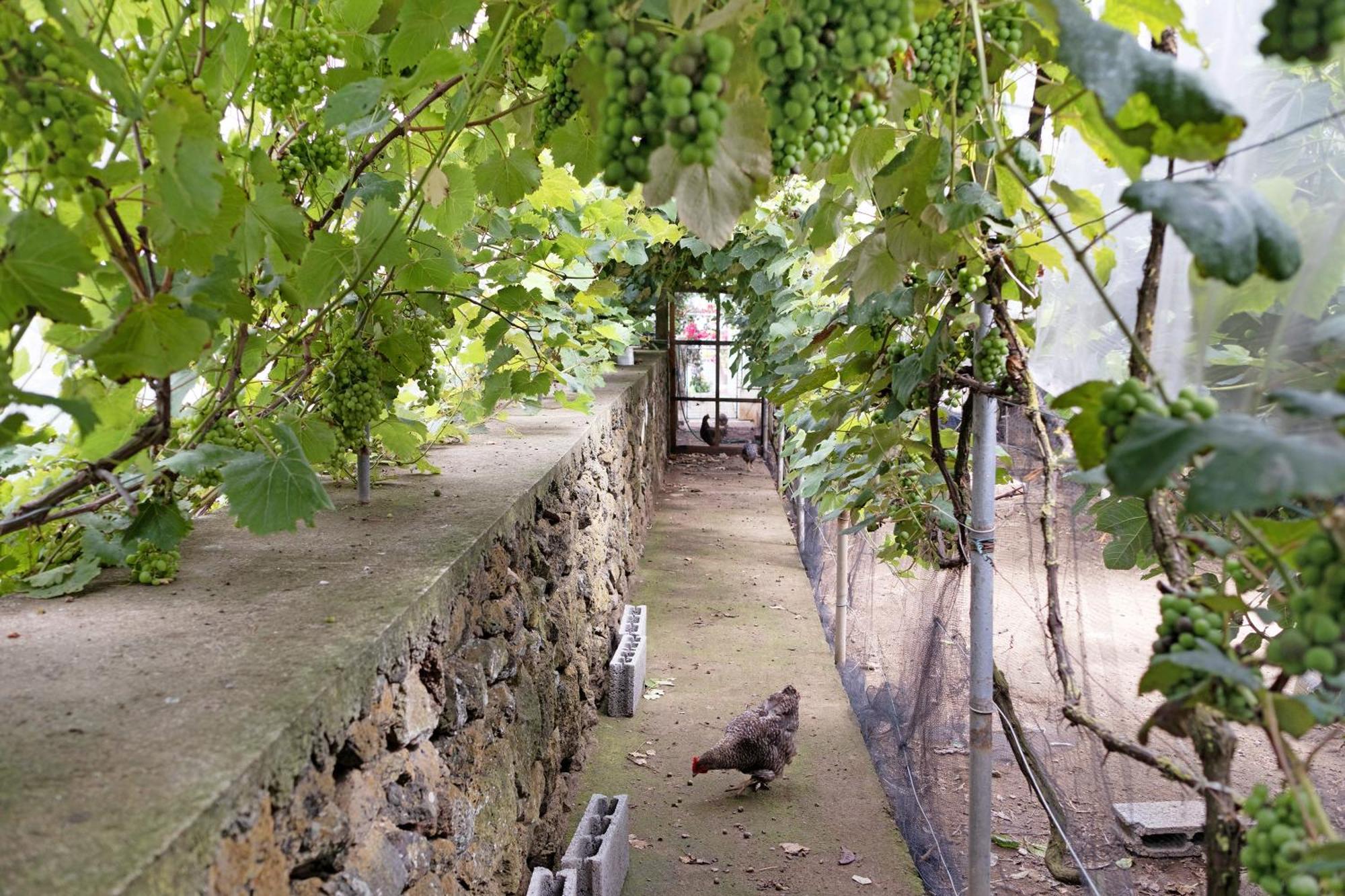 Casa Das Rosas Angra do Heroismo Bagian luar foto
